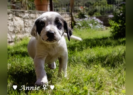 Annie und ihre Geschwister suchen ein Zuhause