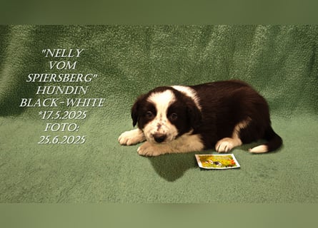 Border Collie-Welpen , black-,choco-,red-white und red-,black-merle