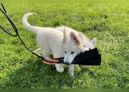 Weiße Schäferhundwelpen - Herzensbrecher für Familie, Sport und Show
