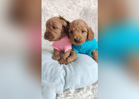 Wunderschöne Cockapoo-Welpen