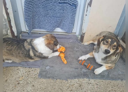 Dackelchen Mia und Emmi wollen nicht getrennt werden