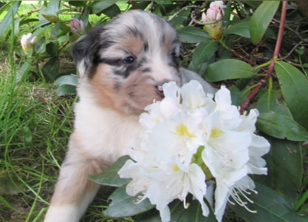 Mini Aussie Welpen Miniatur Australian Shepherd Welpen Welpe