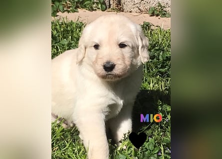 Goldendoodle & Labradoodle Labrador+Golden+Retriever+Pudel Welpen