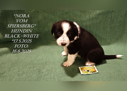 Border Collie-Welpen , black-,choco-,red-white und red-,black-merle