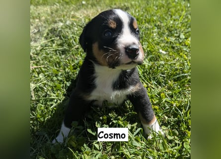 Appenzeller Sennenhund Welpen