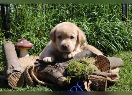 Labrador Welpen mit Ahnenpass