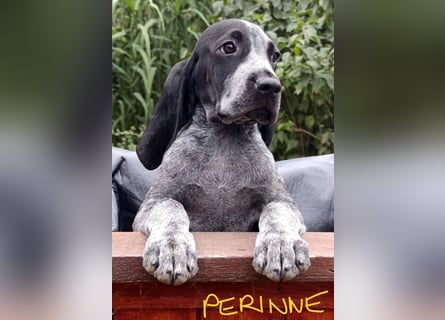 Braque d'Auvergne (Auvergne Vorstehhund) Welpe