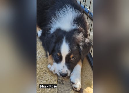 Australian Shepherd Welpen bald abgabebereit!