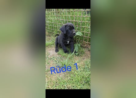 Presa Canario x Cane Corso 