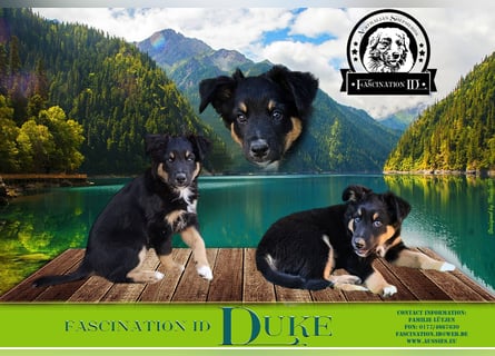 Australian Shepherd Welpen