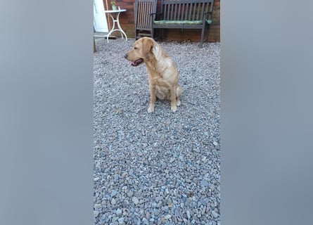 Labrador Welpen foxred, aus der Arbeitslinie