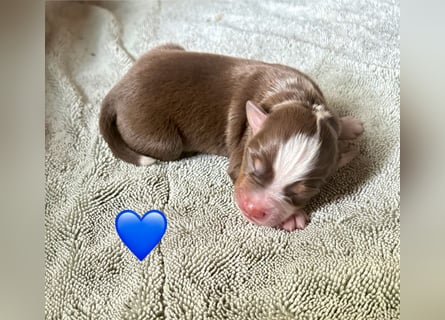 Mini/Miniature Australian Shepherd Welpen mit Papiere