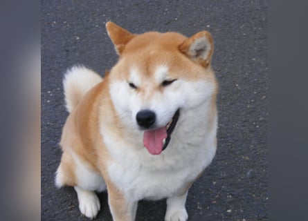 Erstklassige Shiba Inu Zucht in Sachsen
