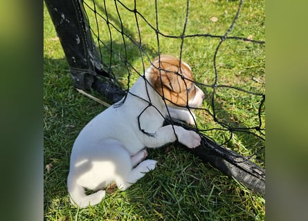5 wunderschöne Jack Russel Terrier Welpen