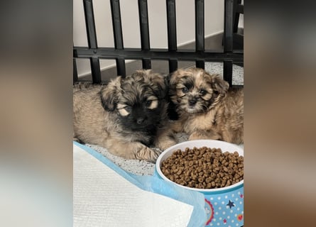 Maltipoo - Welpen - Rüden und Hündin