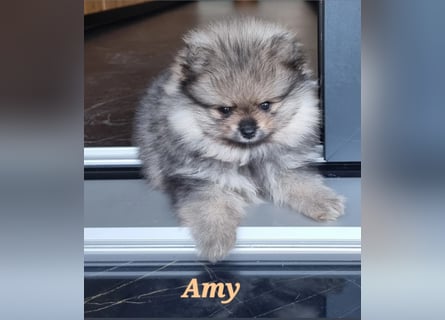 Reinrassige Pomeranian-Hündinnen mit Ahnentafel suchen ihre Traumfamilien