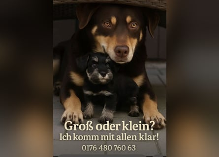 Zwergschnauzer Welpe schwarz silber  darf sofort ins neue Zuhause