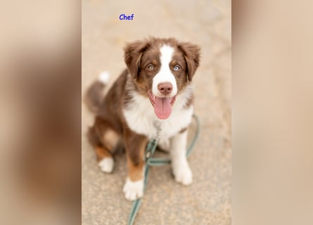 Australian Shepherd Welpen Rüden, ASCA