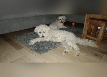 Havapoo Pudel Havaneser-ShihTzu