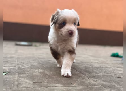 Australian Shepherd Something Special