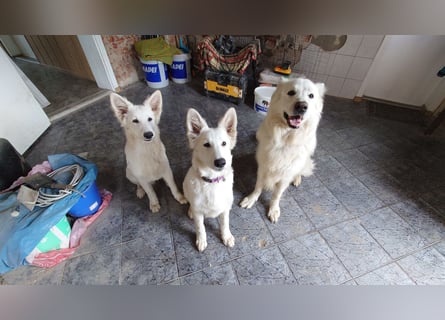 Welpen Weiße Schweizer Schäferhunde
