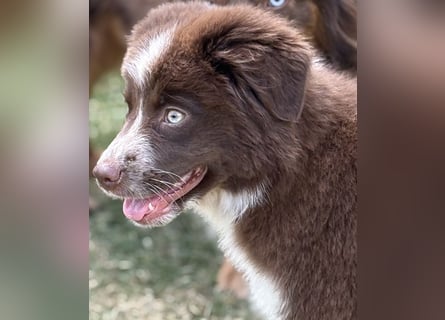 Tolle Australian Shepherd Welpen suchen Ihre Herzenfank