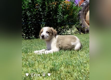 Erin, Emma, Eckie und Enya suchen ein Zuhause