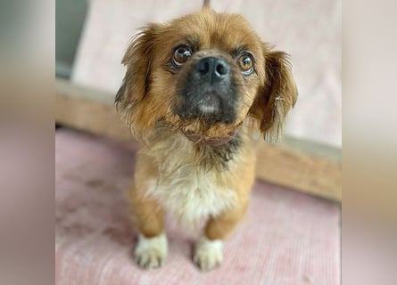 ❤️ kleiner Herzensbrecher PADDY - 8 Jahre, 30cm/8kg - Pekinese