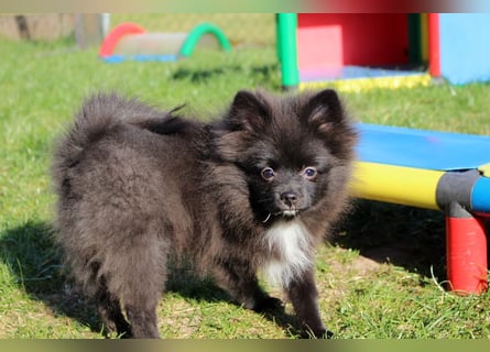 Zwergspitz Pomeranian Welpen Bärchengesichter mit Ahnentafel