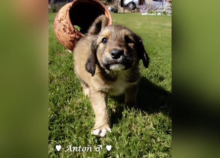 Annie und ihre Geschwister suchen ein Zuhause