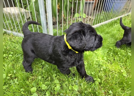 Riesenschnauzer schwarz Mrs. Gelb & Mr. Weiß