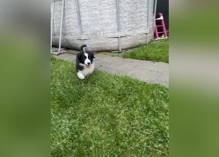 Supersüsse Australian Shepherd Welpen in der Farbe