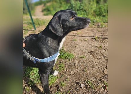 Rocchino: Anfängerhund in schöner Größe