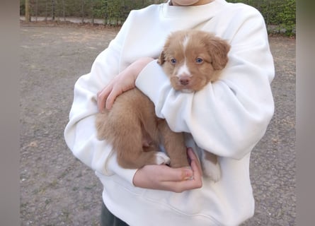 Nova Scotia Duck Tolling Retriever-Welpen – Einzigartige Schätze aus liebevoller Zucht
