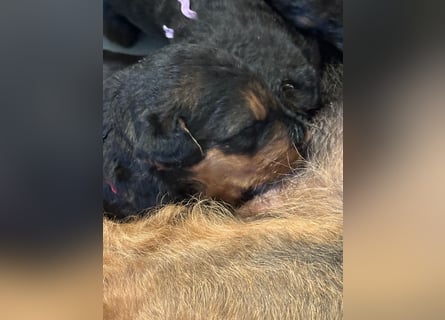 Typvolle Airedale Terrier Welpen aus Leistungszucht VDH/KfT