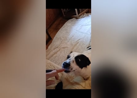 Josie sucht Herzensmensch fürs Leben
