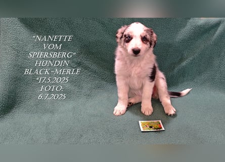 Border Collie-Welpen , black-,choco-,red-white und red-,black-merle