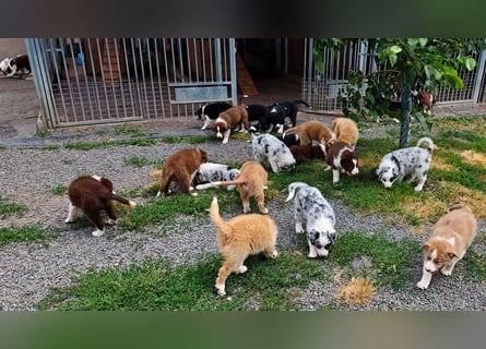 Border Collie-Welpen , black-,choco-,red-white und red-,black-merle