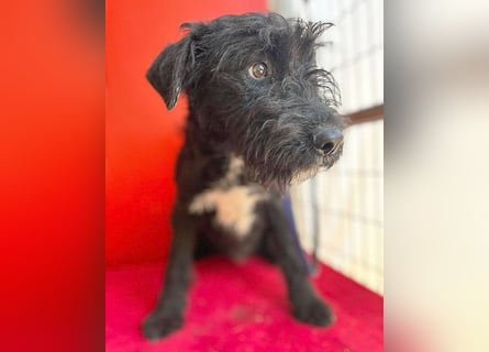 knuffiger kleiner THEO - 8 Monate, 40cm/9kg - Schnauzer-Mix