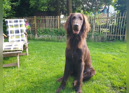 C - Wurf Flat Coated Retriever 2025