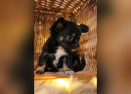 Chihuahuawelpen