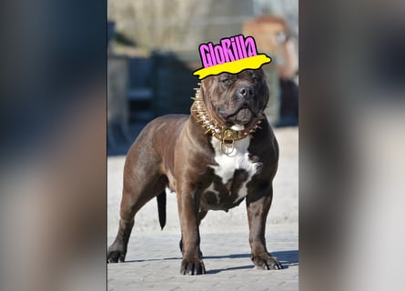 American Bully vom Profi