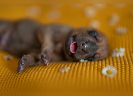 Rhodesian Ridgeback Welpen mit FCI-Ahnentafel