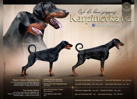Doberman