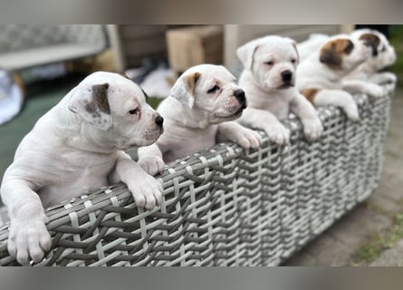 American Bulldog Welpen aus Hybrid/Standard Verpaarung ab Mitte Juni abzugeben, www.cocodin-bulls.de
