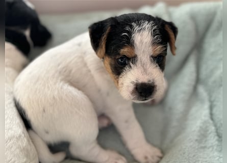 Jack Russel Terrier Welpen