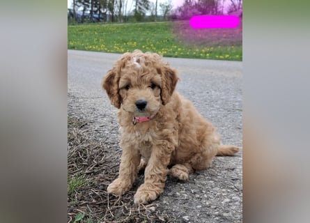 Cockapoo bereit zum Lieben!  - Schenken Sie sich selbst bedingungslose Liebe –