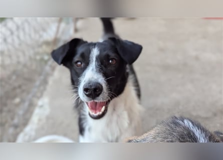 Powerpaket Laika, 1 Jahr, sucht ihresgleichen