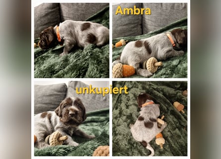 Griffon Korthals Vorstehhund Jagdhund