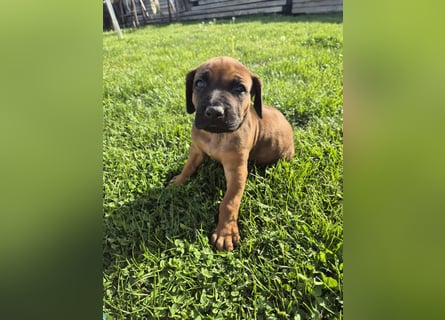 Ridgeback Welpen